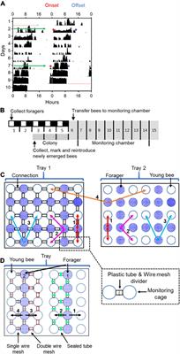 Remarkable Sensitivity of Young Honey Bee Workers to Multiple Non-photic, Non-thermal, Forager Cues That Synchronize Their Daily Activity Rhythms